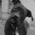 confused-black-dog