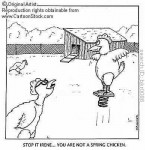 spring chicken