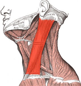 sternocleidomastoideus muscle sternocleidomastoideus muscle