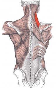 levator scapulae muscle levator scapulae muscle